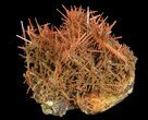 Bright Orange Crocoite Crystals - Tasmania #64364-3
